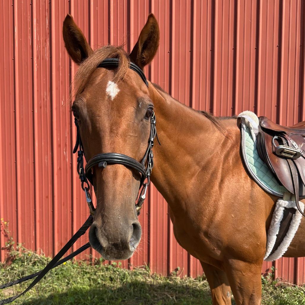 Enlarge Candyrock, a Adoptable Quarterhorse in Fairport, NY image 3/6
