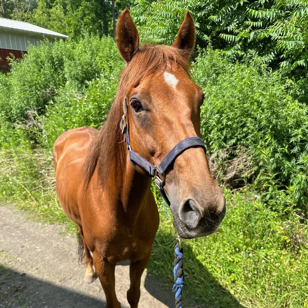 Enlarge Candyrock, a Adoptable Quarterhorse in Fairport, NY image 4/6