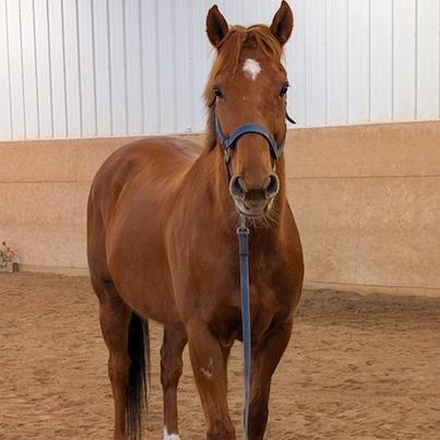 Candyrock, a Adoptable Quarterhorse in Fairport, NY image 6/6