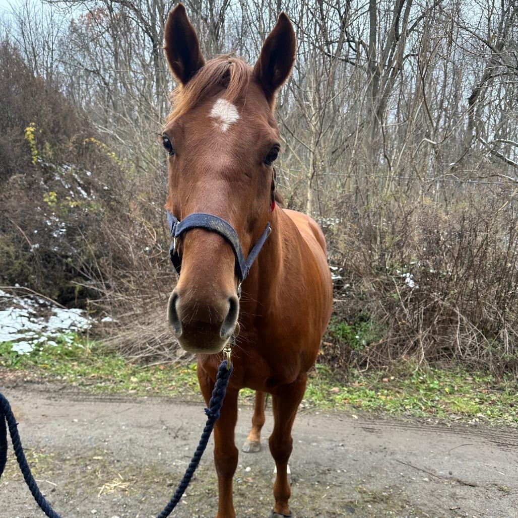 Enlarge Candyrock, a Adoptable Quarterhorse in Fairport, NY image 6/6