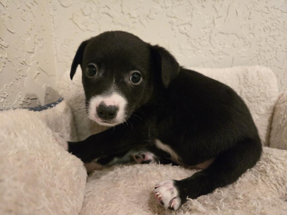 Enlarge Lenny, a Adoptable mixed breed in Bend, OR image 4/4