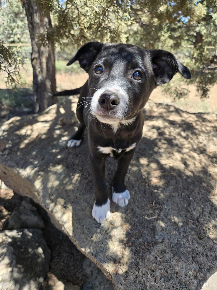 Lenny, a Adoptable mixed breed in Bend, OR image 5/5
