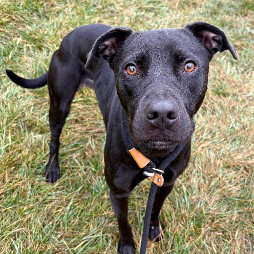 Love, Adoptable, Adult Female Mixed Breed.