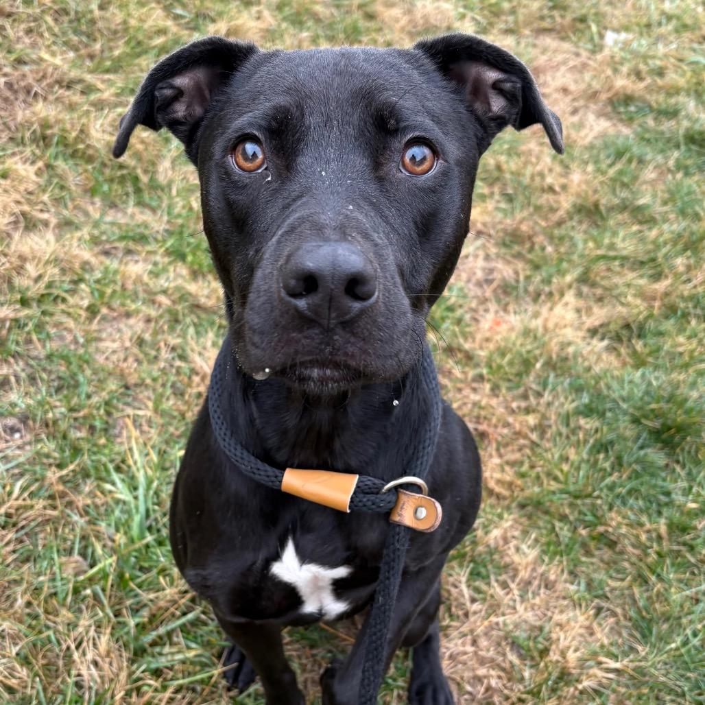 Enlarge Love, a Adoptable Mixed Breed in St Joseph, MO image 3/4