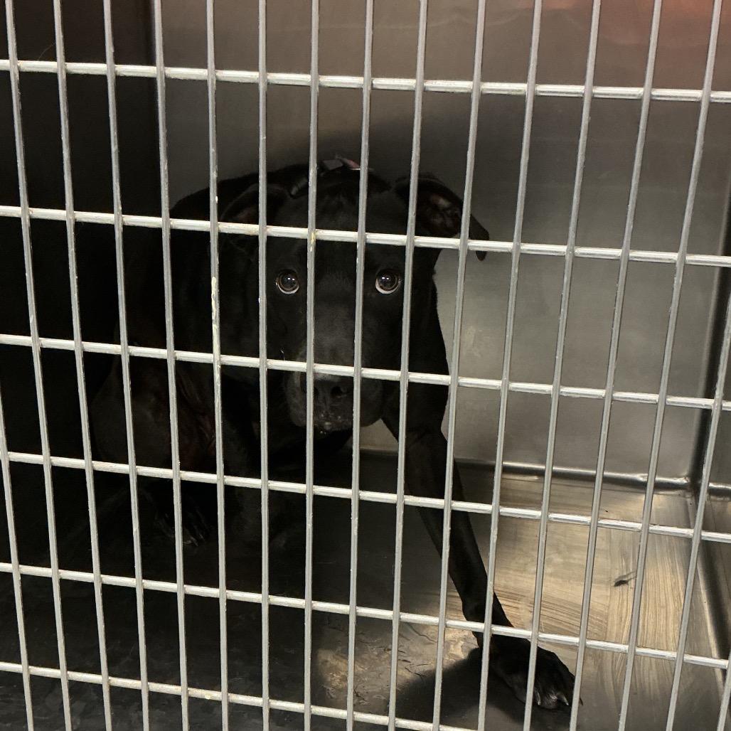 Love, Adoptable, Adult Female Mixed Breed.