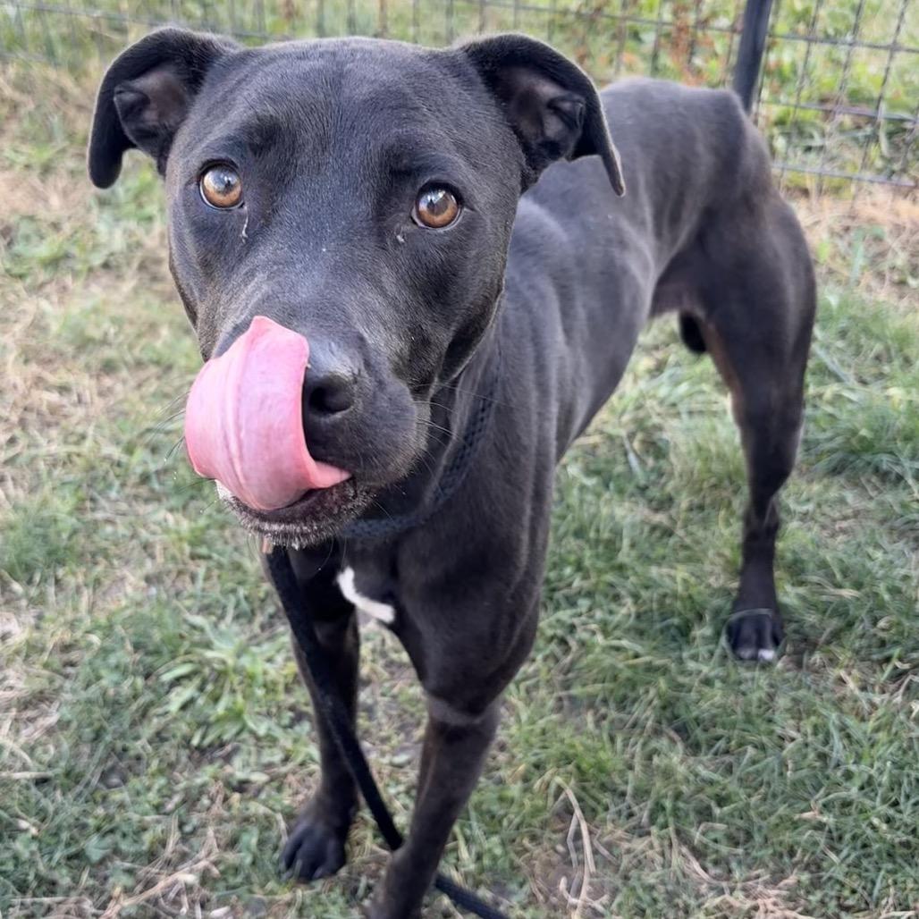 Enlarge Love, a Adoptable Mixed Breed in St Joseph, MO image 2/3