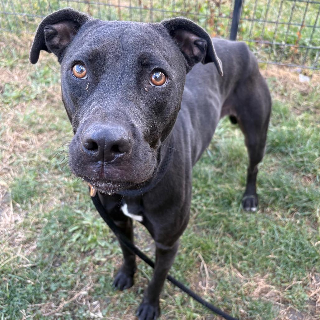 Enlarge Love, a Adoptable Mixed Breed in St Joseph, MO image 3/3