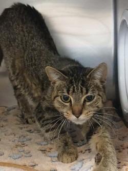 Enlarge Missy, a Adoptable mixed breed in Grand Forks, ND image 1/1