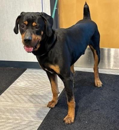 MANNY, ADOPTABLE, Young Male Rottweiler.