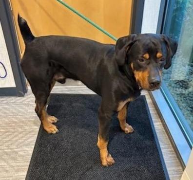 Enlarge MANNY, a ADOPTABLE mixed breed in Oswego, IL image 2/2