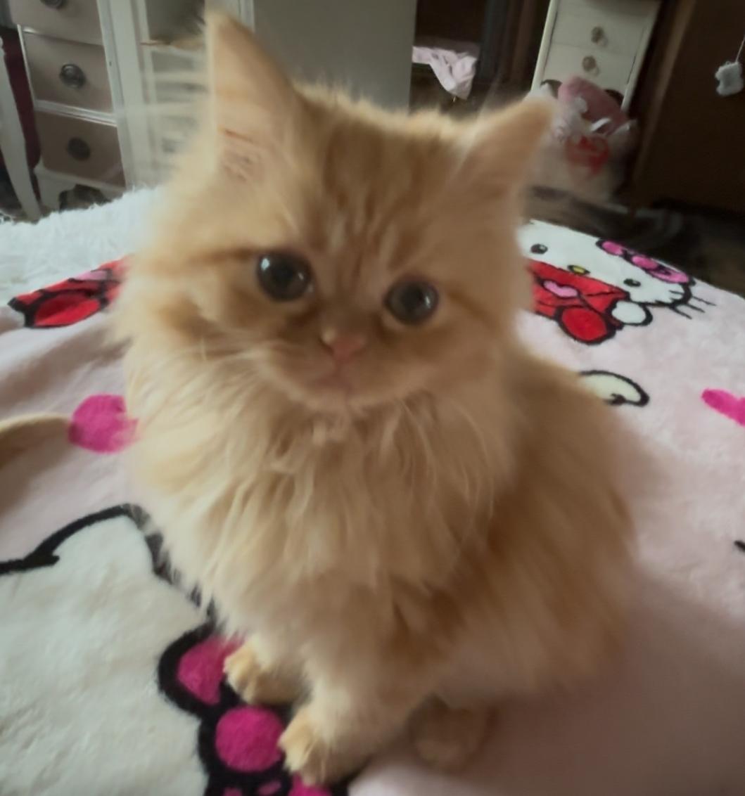 Fernando, Adopted, Young Male Persian & American Shorthair.