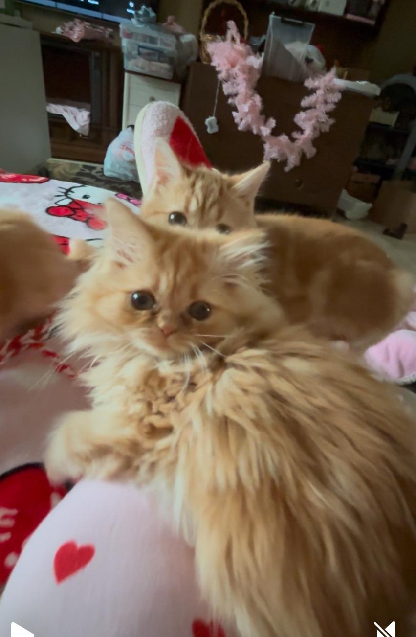 Enlarge Fernando, a Adopted mixed breed in Pendleton, IN image 2/2