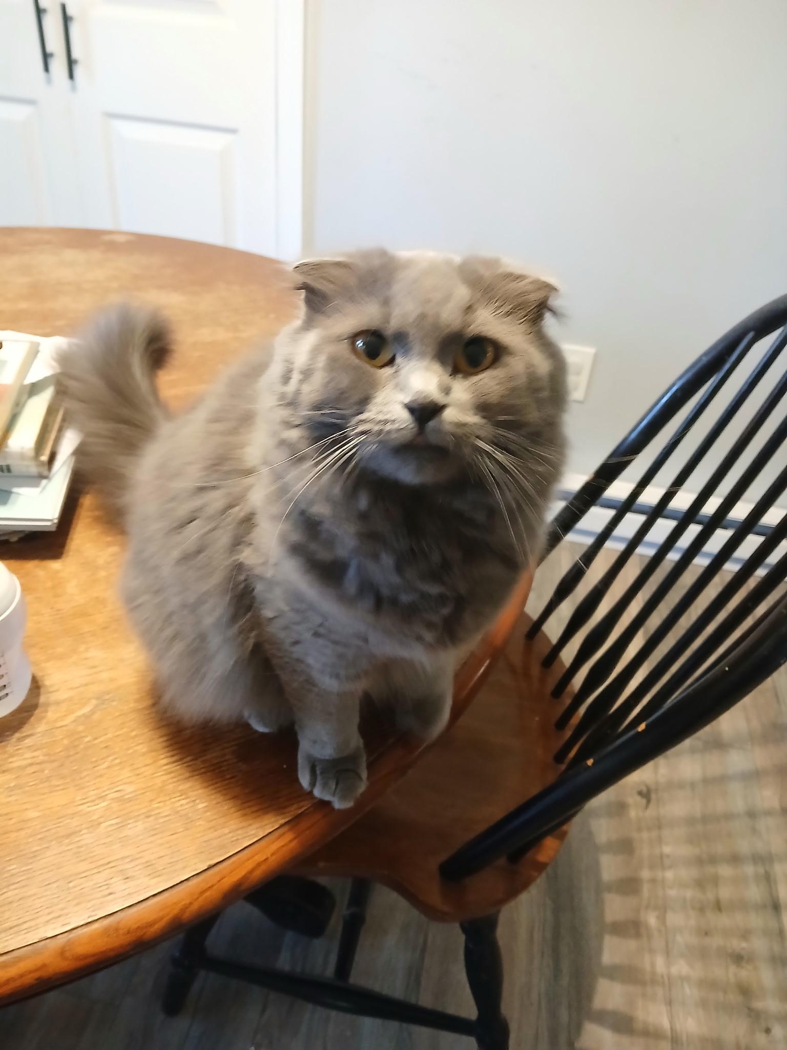 Posha, Adopted, Adult Female Scottish Fold.