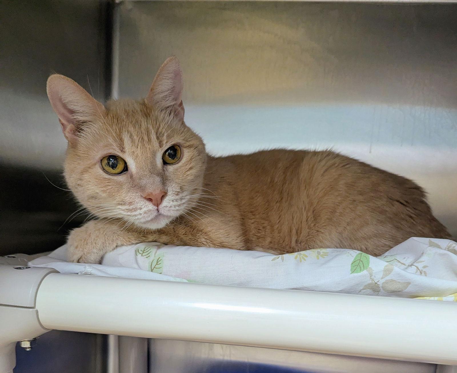 Nate-Nate — thumbnail 6