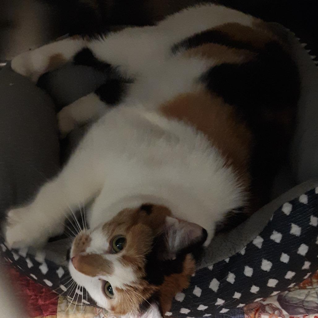 Enlarge Sugar, a Adoptable Domestic Short Hair in Spokane, WA image 1/1