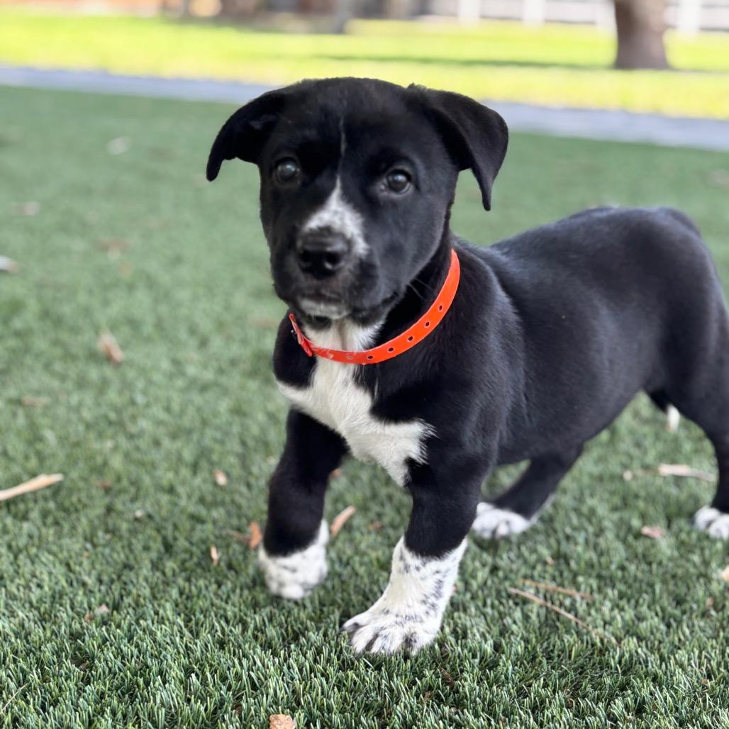 Enlarge KANGAROO, a Adoptable mixed breed in Wellington, FL image 1/6
