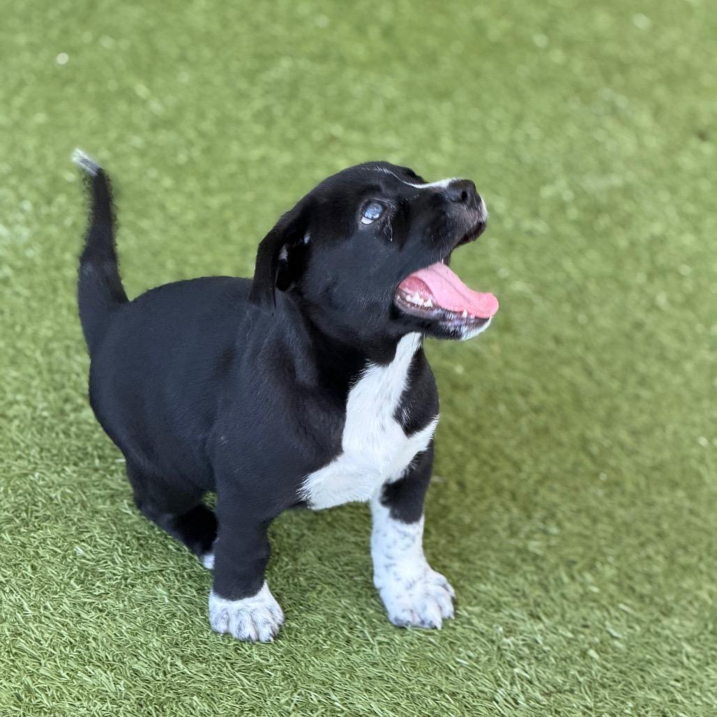 KANGAROO, Adoptable, Puppy Male Labrador Retriever & Husky.