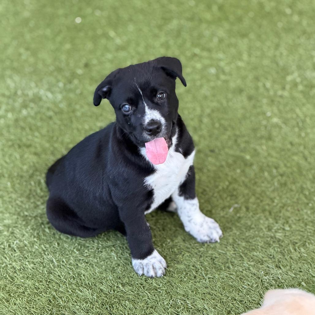 Enlarge KANGAROO, a Adoptable mixed breed in Wellington, FL image 2/3