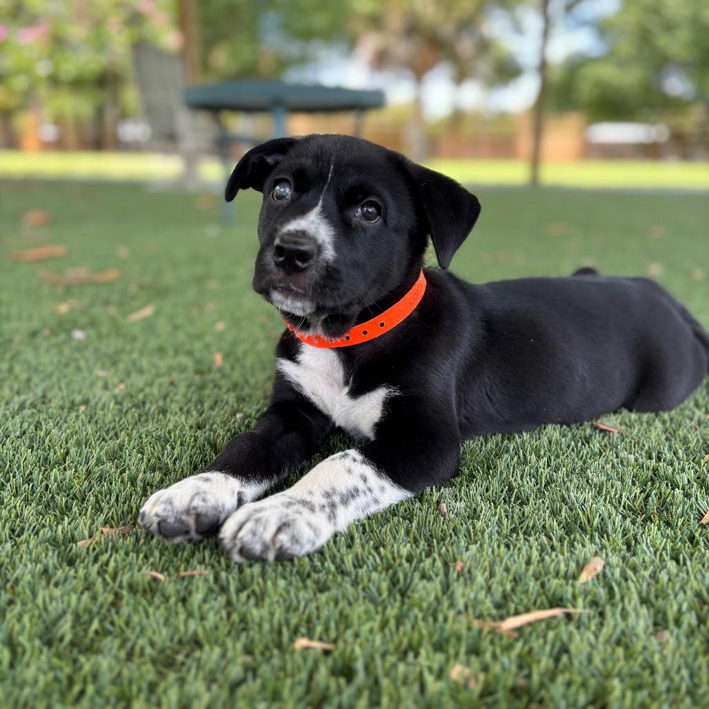 Enlarge KANGAROO, a Adoptable mixed breed in Wellington, FL image 5/6