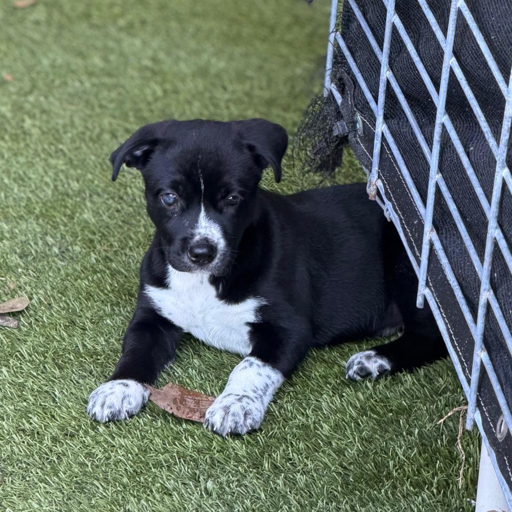 Enlarge KANGAROO, a Adoptable mixed breed in Wellington, FL image 3/3