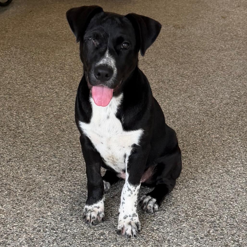 KANGAROO, a Adoptable mixed breed in Wellington, FL image 6/6