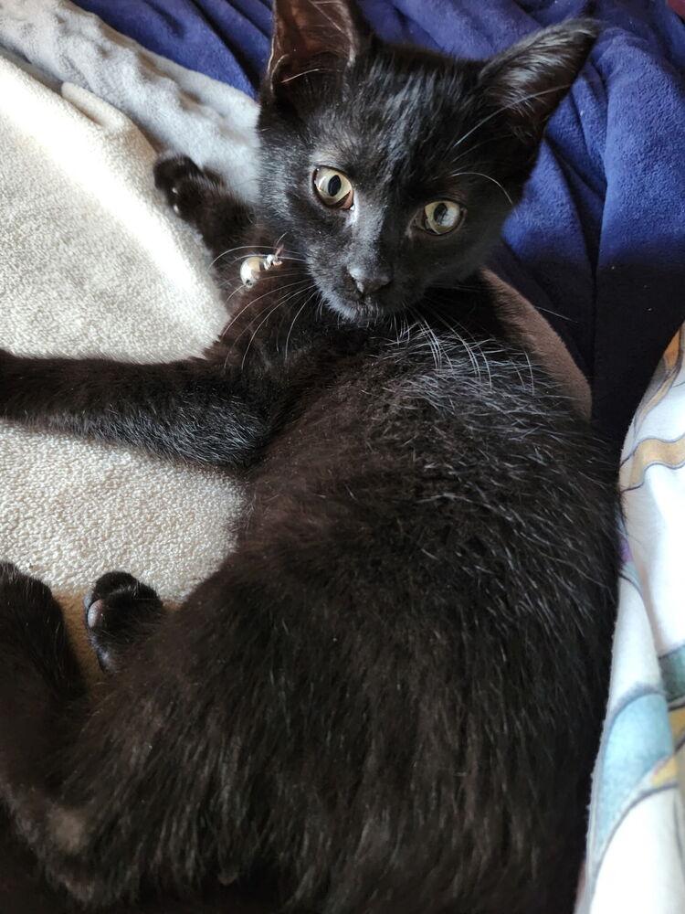 Enlarge GUS, a Adoptable Domestic Short Hair in Burlington, NC image 1/3