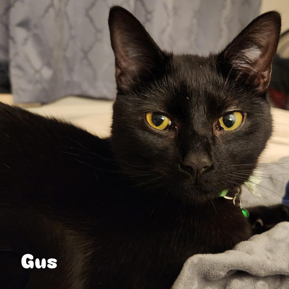 Enlarge GUS, a Adoptable Domestic Short Hair in Burlington, NC image 2/5