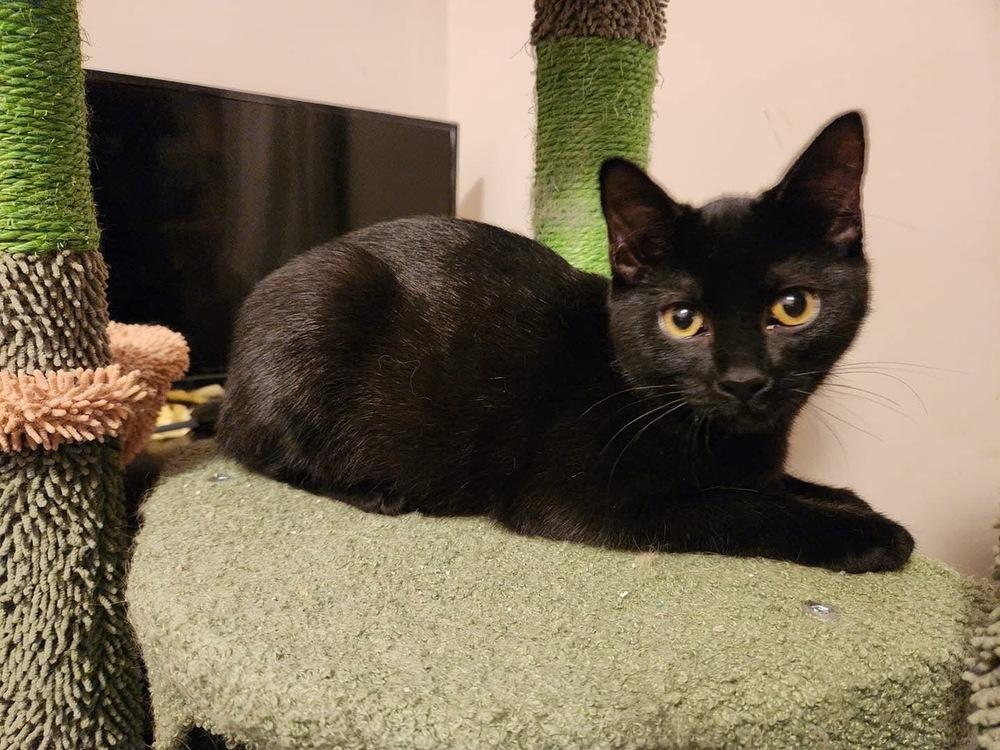 Enlarge GUS, a Adoptable Domestic Short Hair in Burlington, NC image 2/3