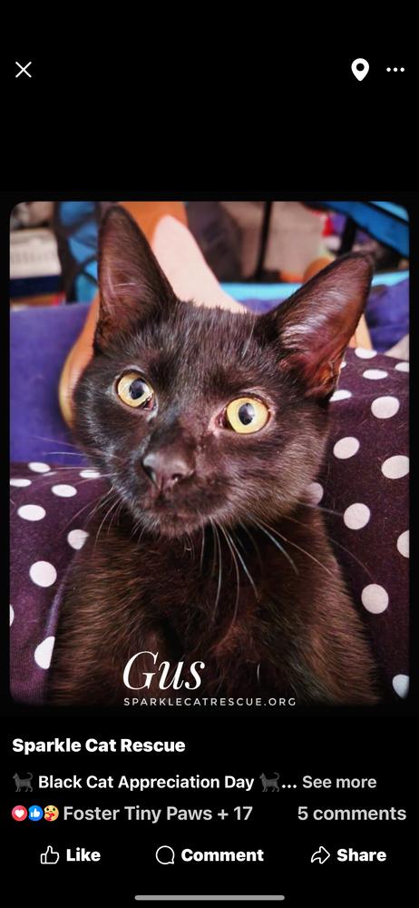 Enlarge GUS, a Adoptable Domestic Short Hair in Burlington, NC image 3/3