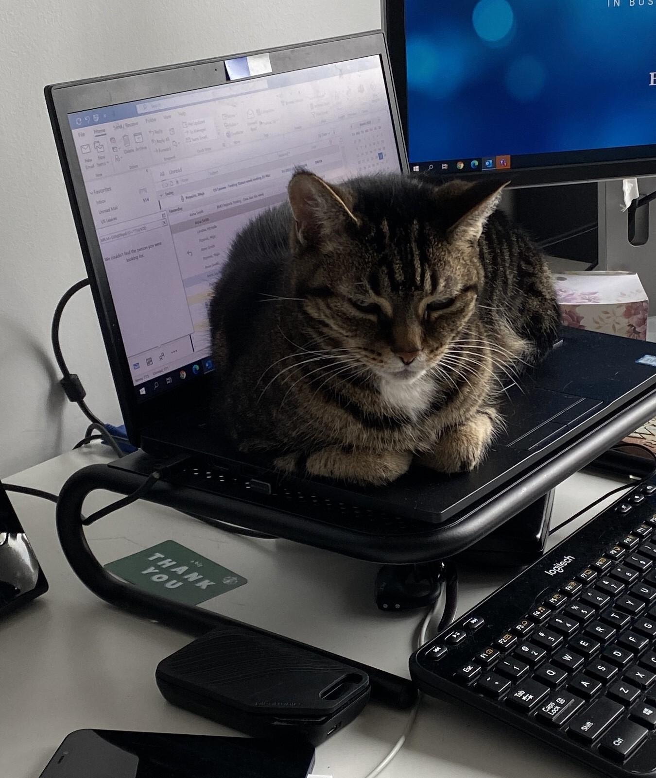 Tanner, a Adoptable mixed breed in Toronto, ON image 2/5