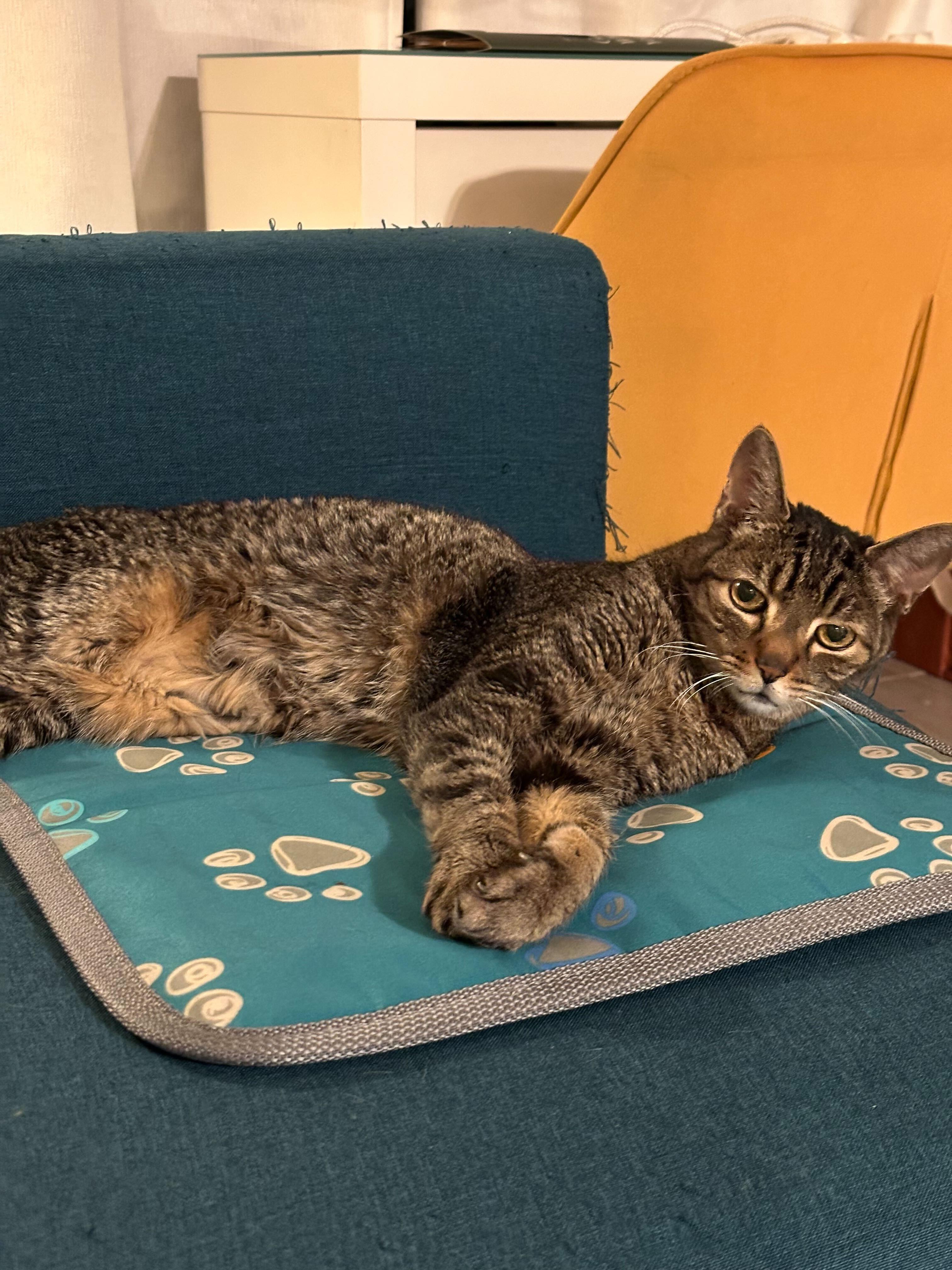 Tanner, a Adoptable mixed breed in Toronto, ON image 3/5