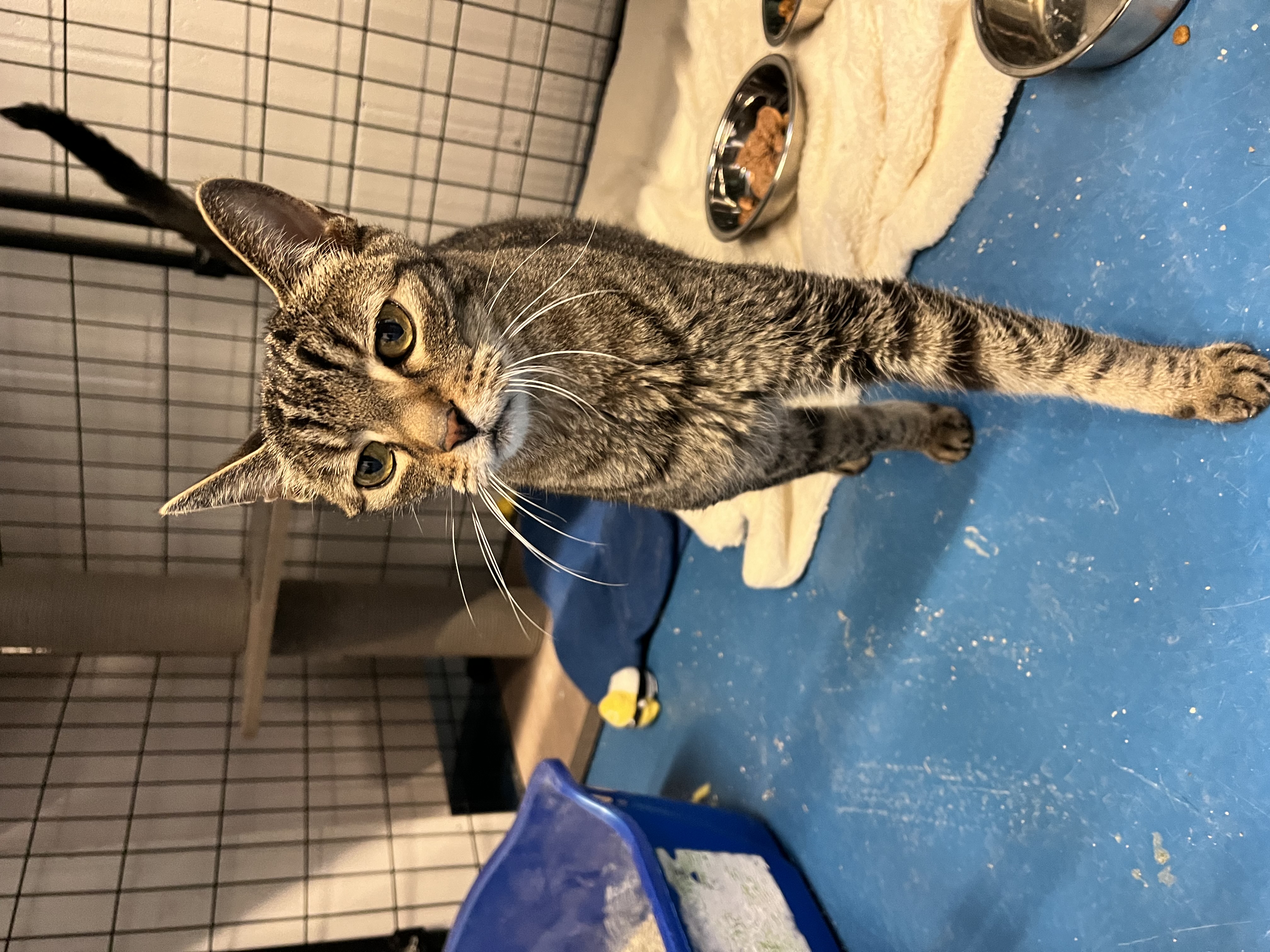 Tanner, a Adoptable mixed breed in Toronto, ON image 5/5