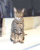 Tanner, a Adoptable mixed breed in Toronto, ON image 4/5