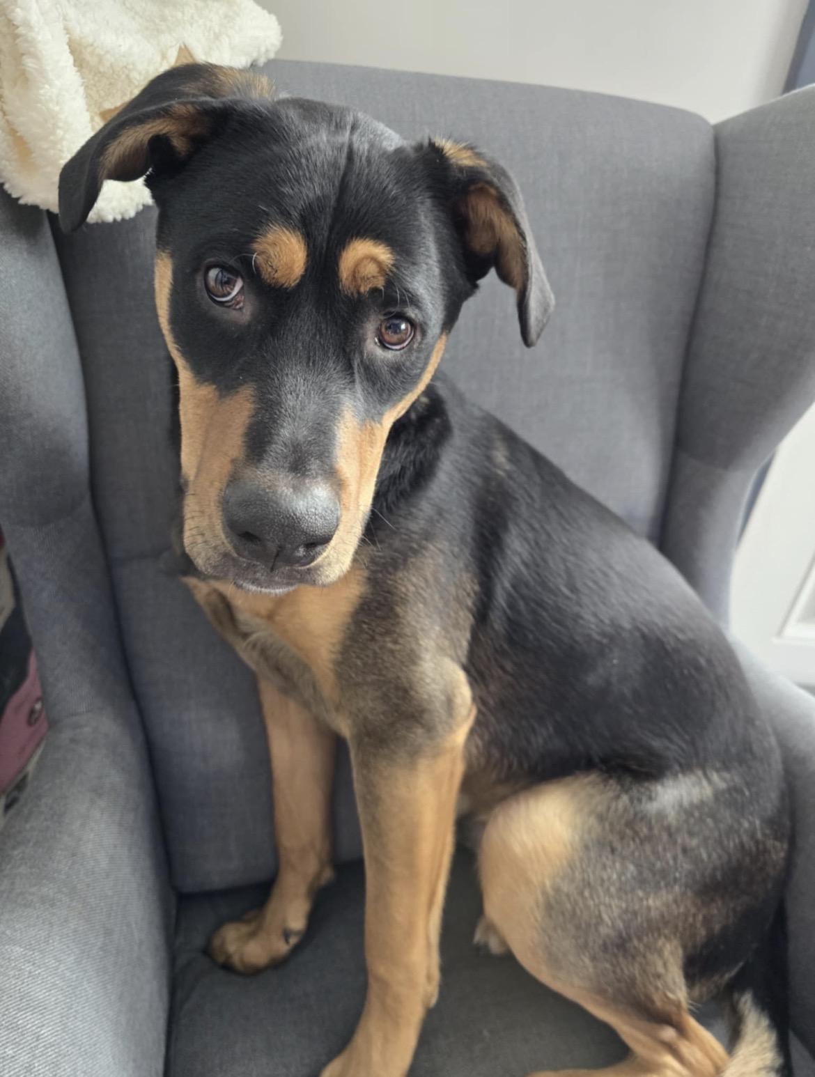 Moose, ADOPTABLE, Young Male Husky & Belgian Shepherd / Malinois.