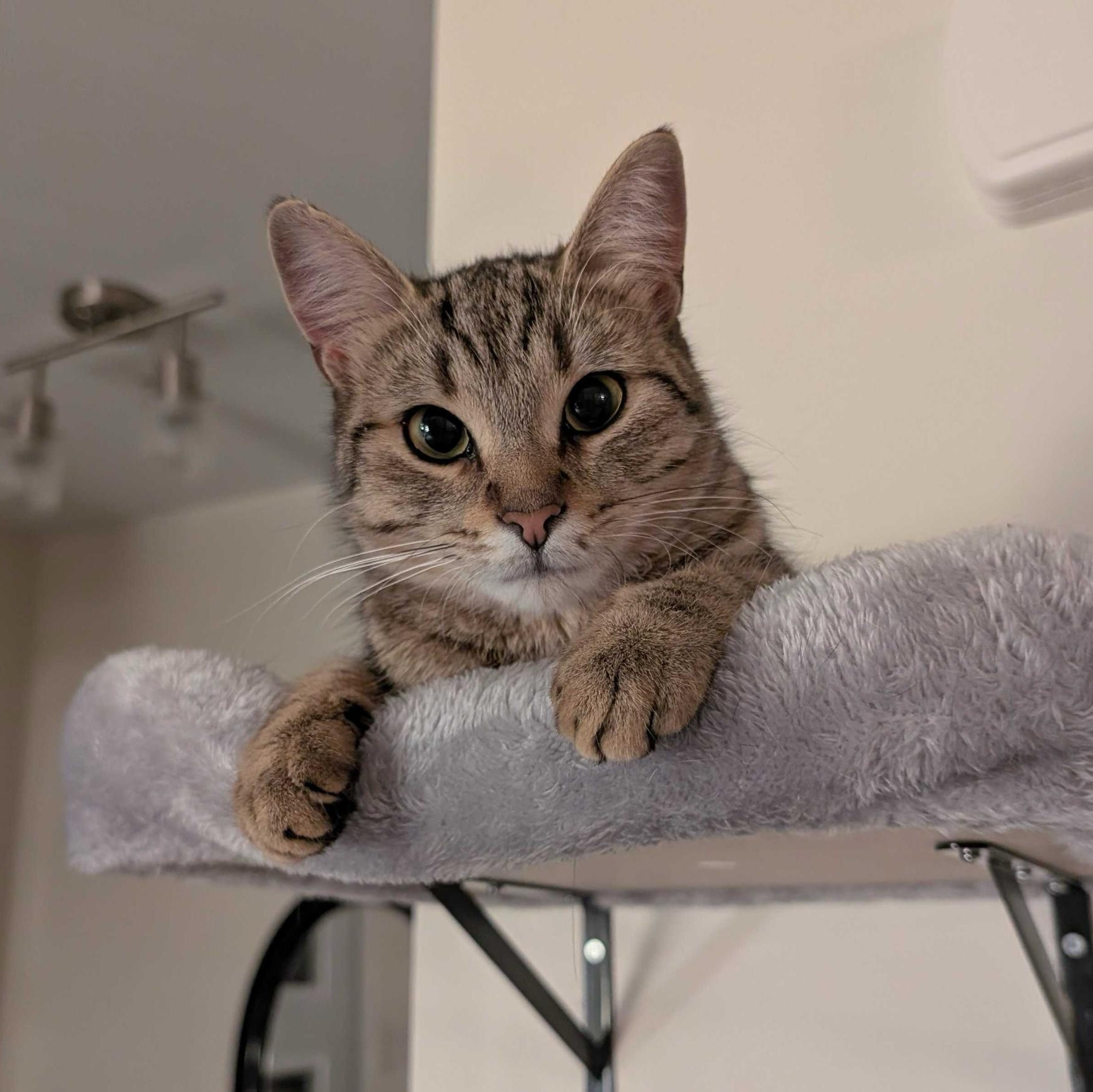 Hazelnut, a ADOPTABLE Domestic Short Hair in Wakefield, QC image 1/6