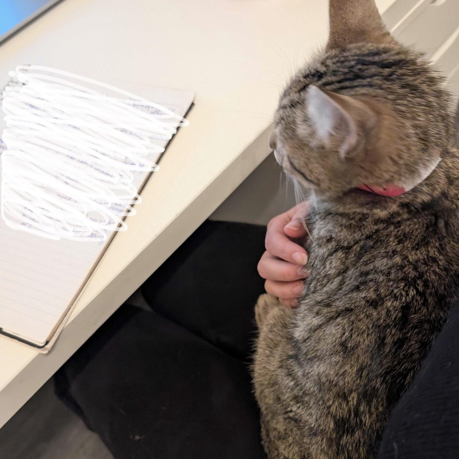Hazelnut, a ADOPTABLE Domestic Short Hair in Wakefield, QC image 3/6
