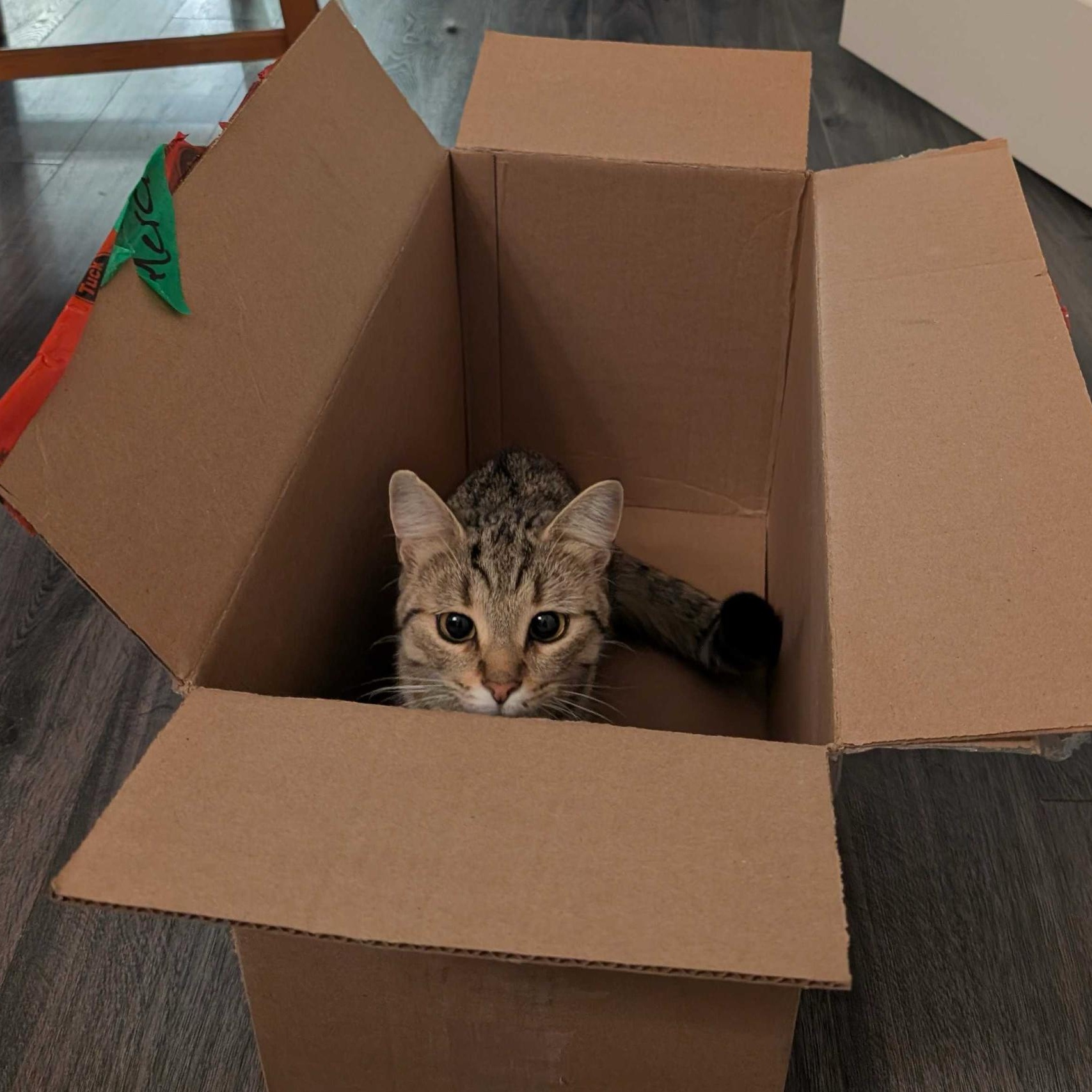 Hazelnut, a ADOPTABLE Domestic Short Hair in Wakefield, QC image 2/6