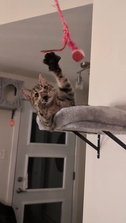 Enlarge Hazelnut, a ADOPTABLE Domestic Short Hair in Wakefield, QC video 6/6