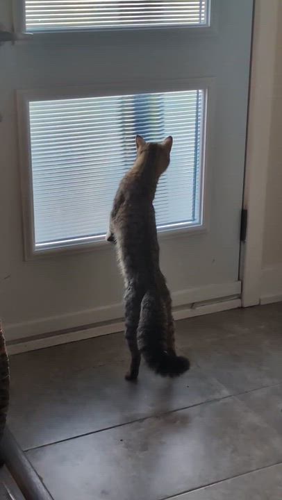 Enlarge Hazelnut, a ADOPTABLE Domestic Short Hair in Wakefield, QC video 5/6