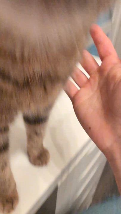 Enlarge Hazelnut, a ADOPTABLE Domestic Short Hair in Wakefield, QC video 4/6