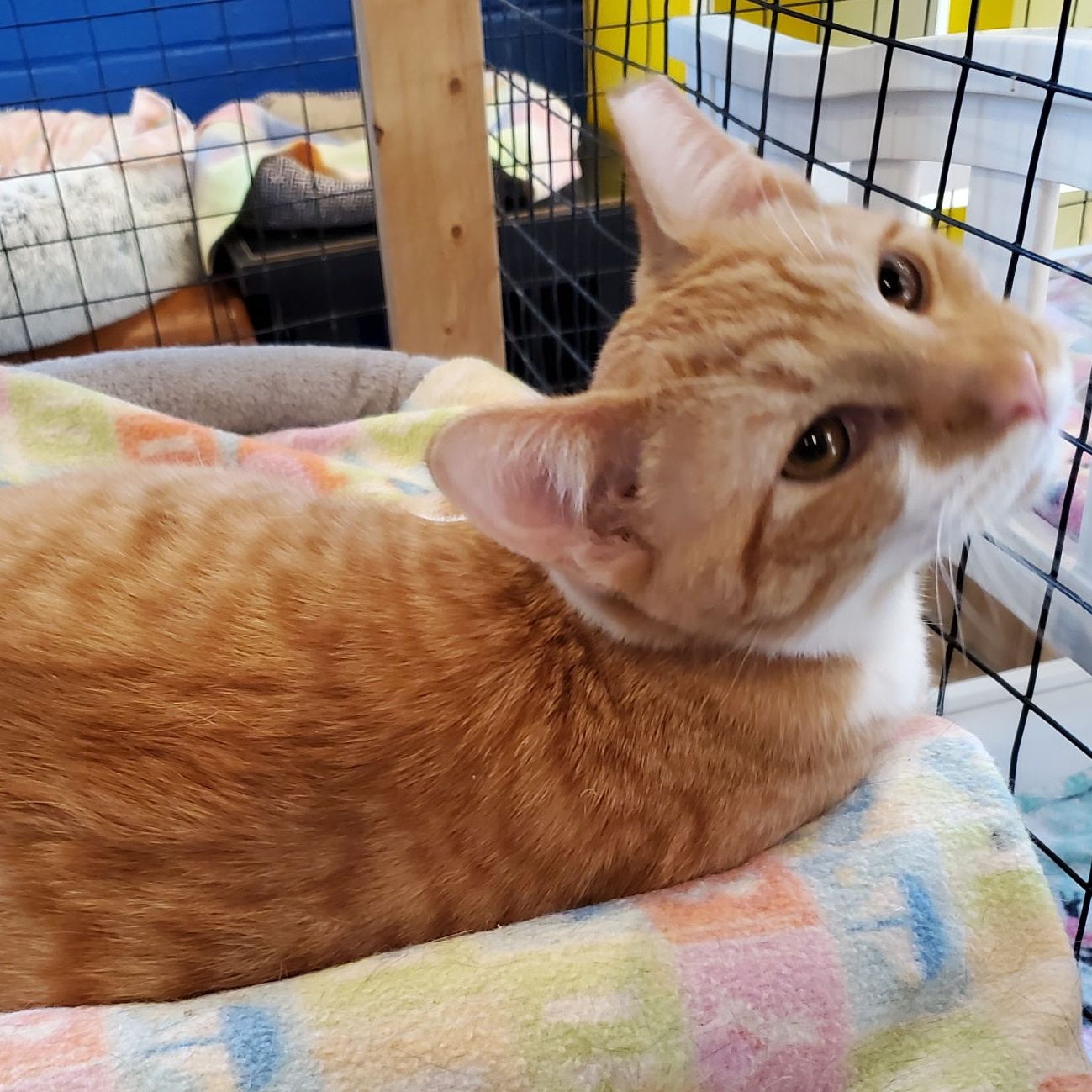 Enlarge Brewster, a Adoptable Domestic Short Hair in Landenberg, PA image 2/2