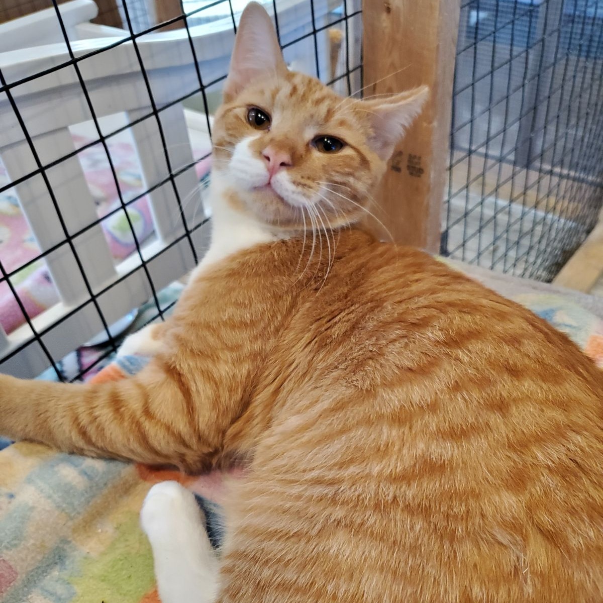 Enlarge Brewster, a Adoptable Domestic Short Hair in Landenberg, PA image 1/2