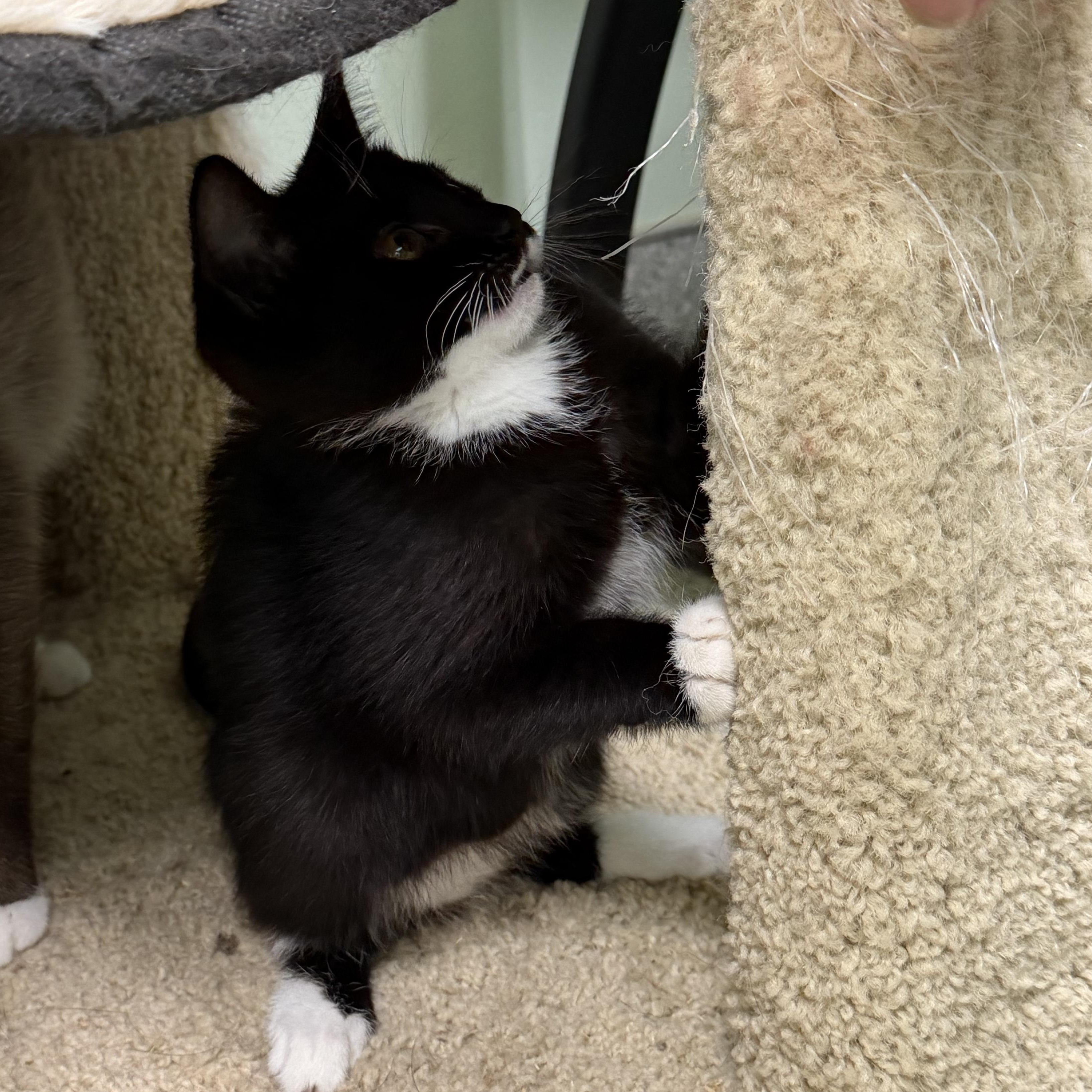 Enlarge Orca, an adopted Domestic Short Hair in Kent, WA image 2/3