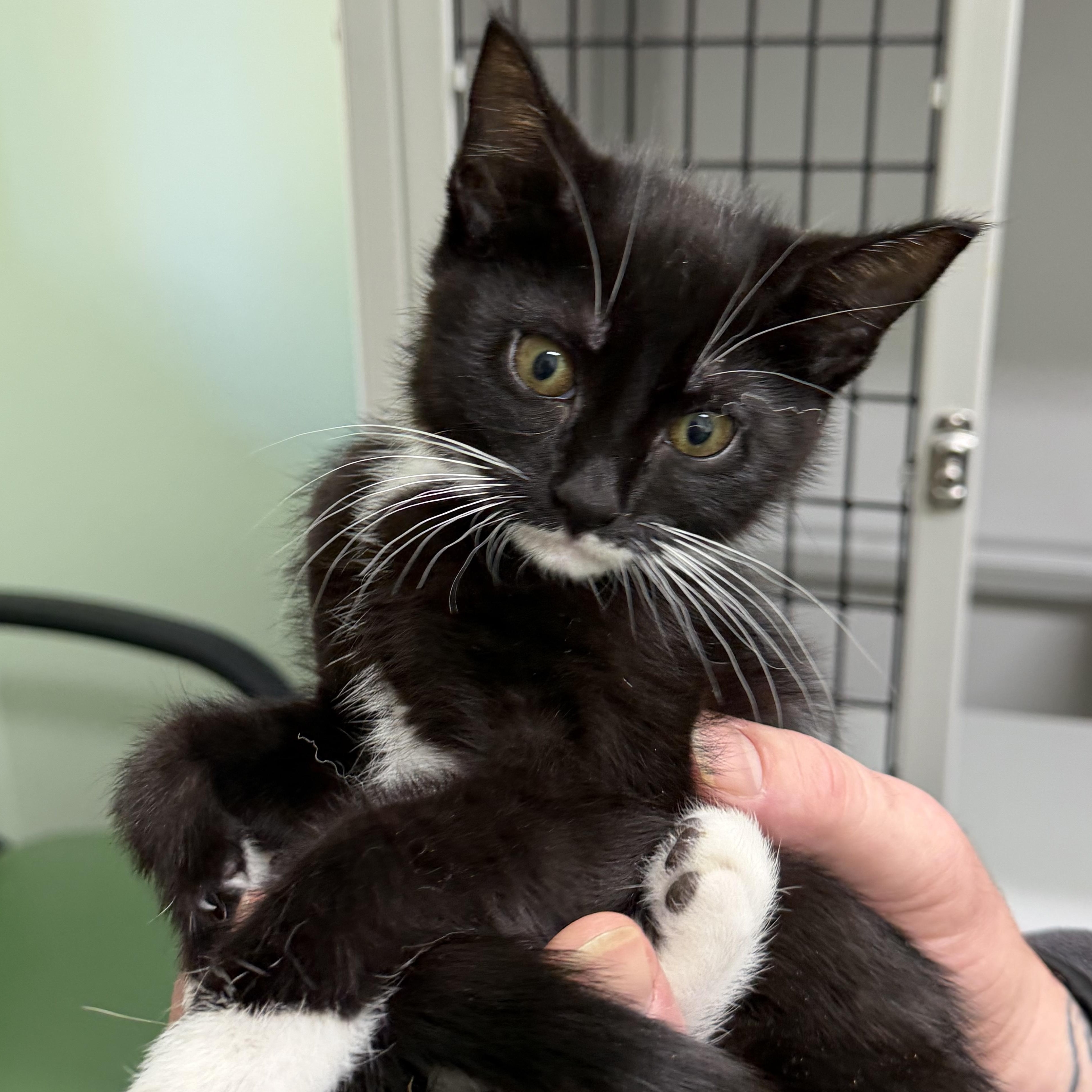 Enlarge Orca, an adopted Domestic Short Hair in Kent, WA image 3/3