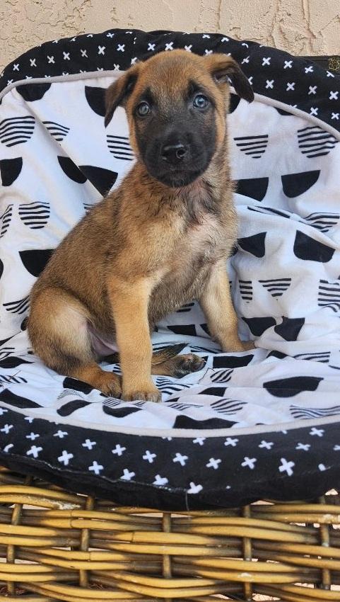 Louvière, adoptable, Puppy Male Belgian Shepherd / Malinois.