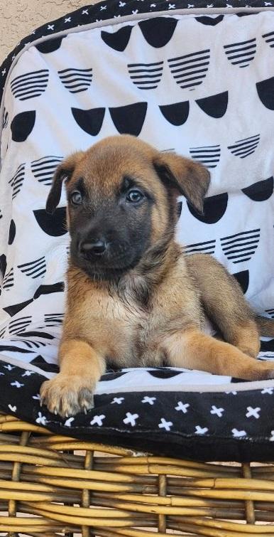 Louvière, an adoptable Belgian Shepherd / Malinois in Orlando, FL image 2/2