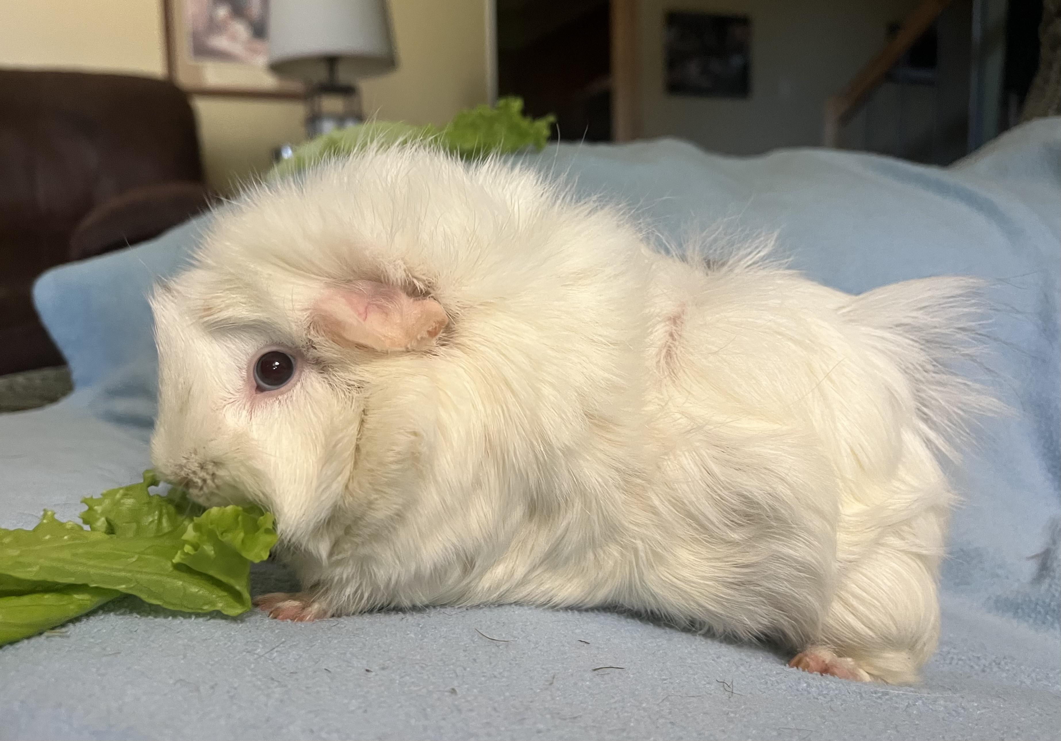 Enlarge Ophelia, a Adoptable Guinea Pig in Austin, TX image 4/4