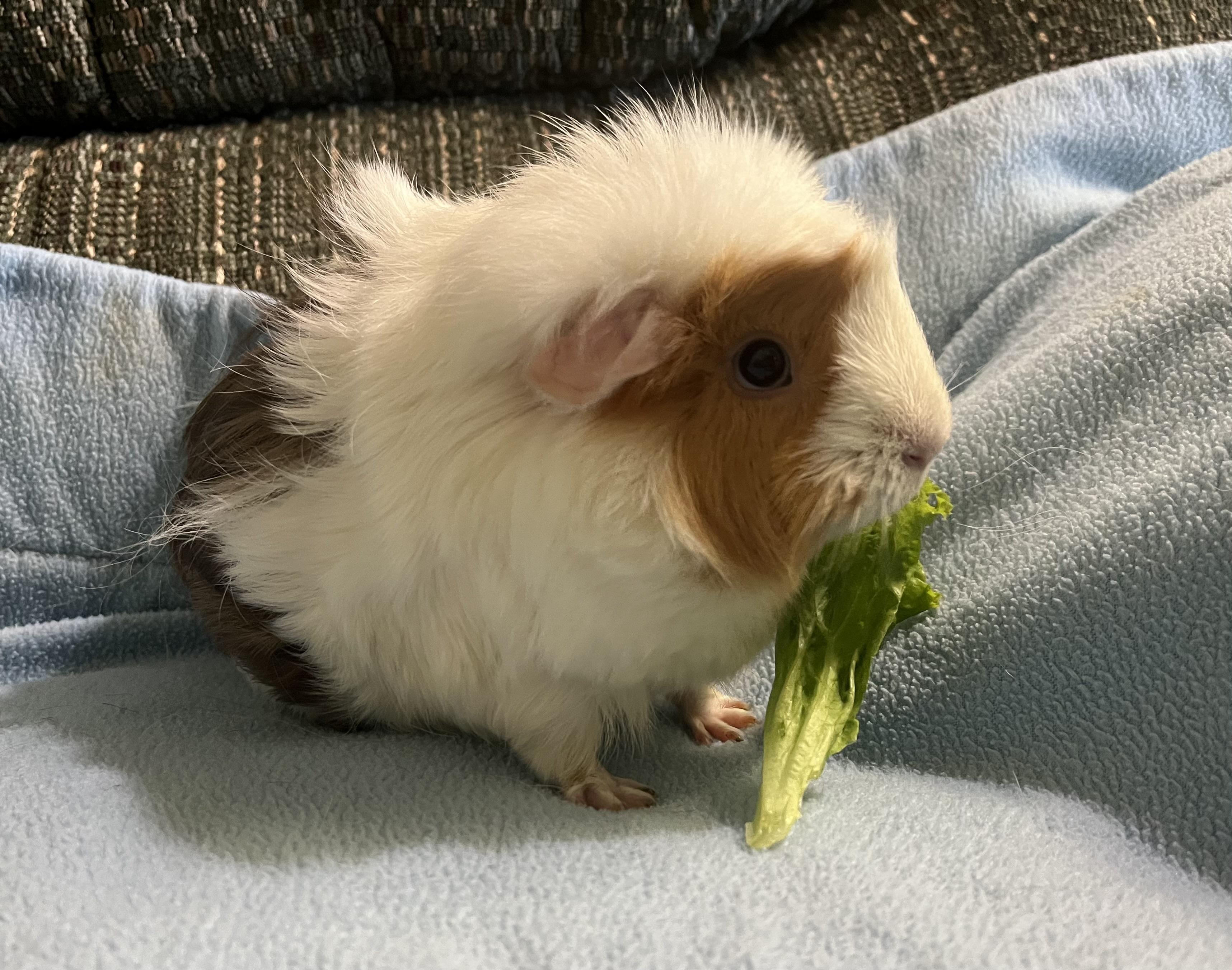 Enlarge Ophelia, a Adoptable Guinea Pig in Austin, TX image 2/4