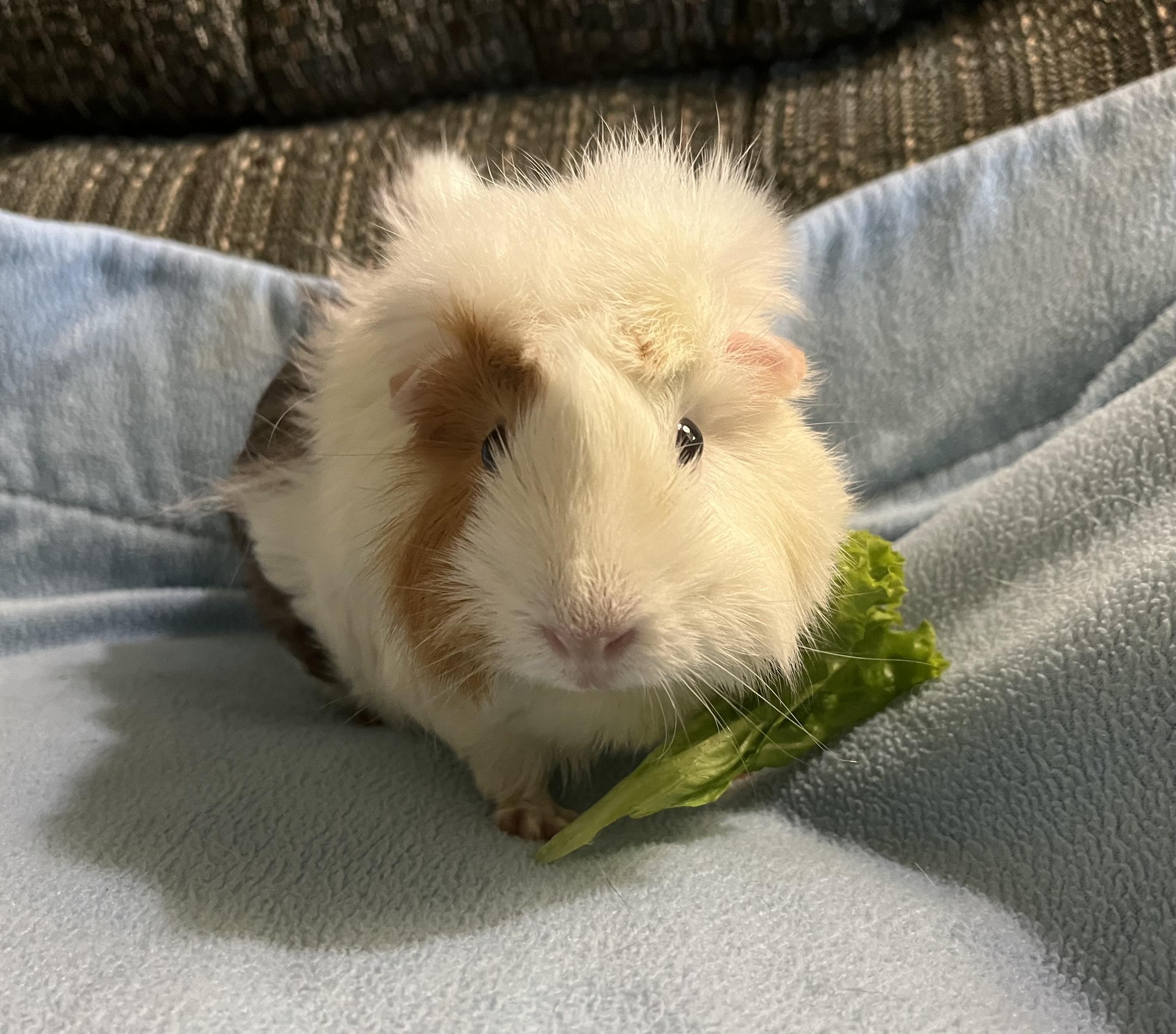 Ophelia, Adoptable, Adult Female Guinea Pig.