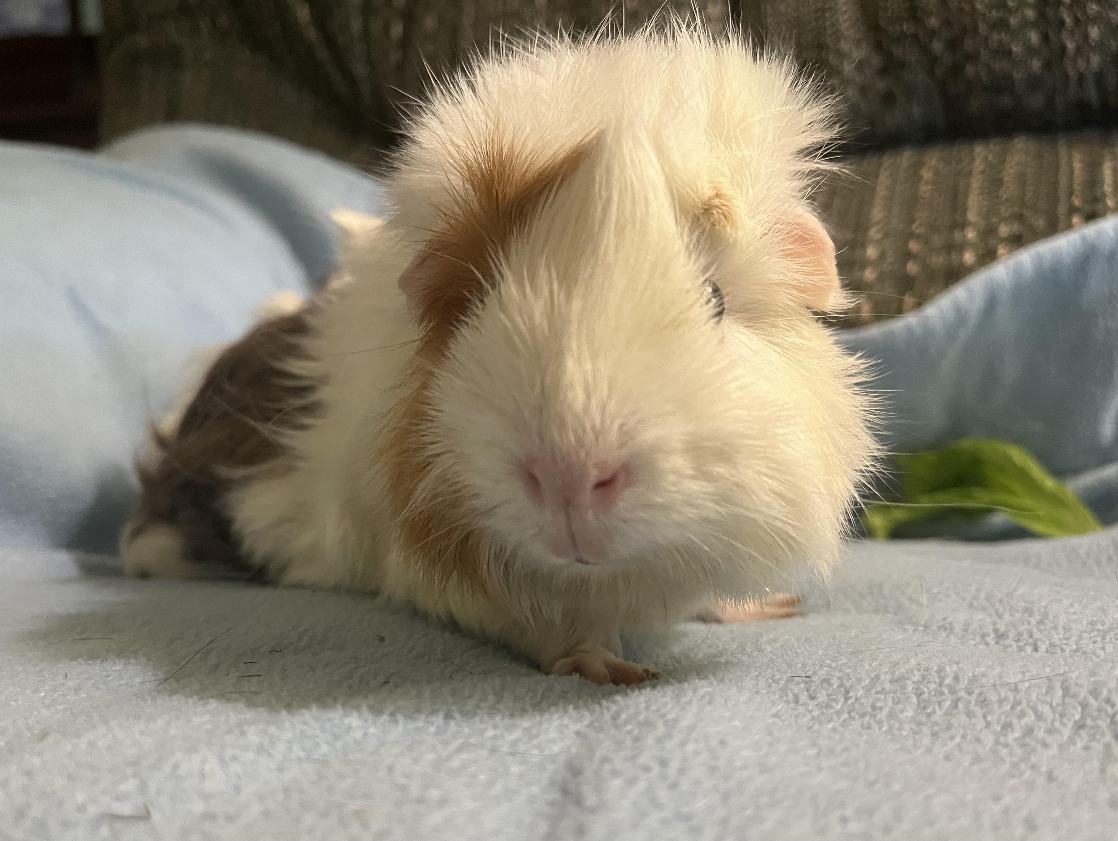 Enlarge Ophelia, a Adoptable Guinea Pig in Austin, TX image 3/4